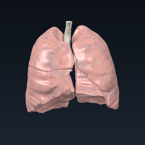 Trachea and bronchial tree