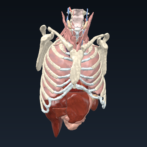 Upper body