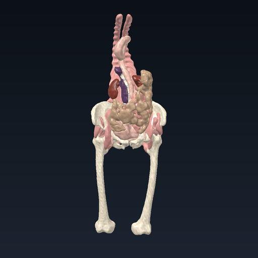 Lower body