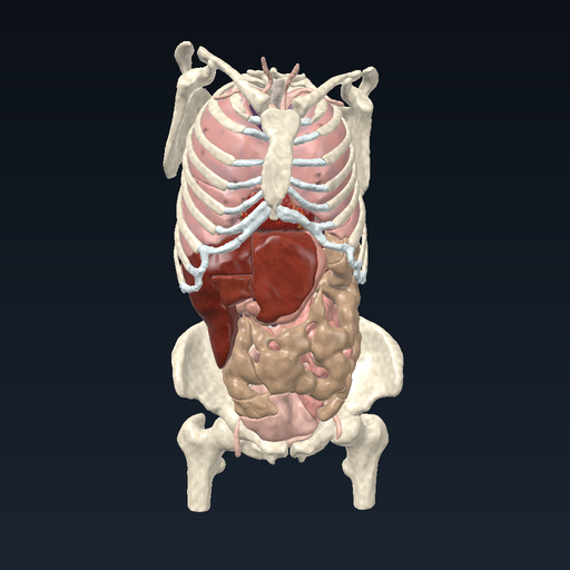 Trunk: organs and skeleton