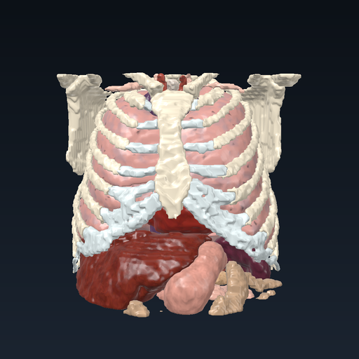 Thorax and upper abdomen (CT atlas)