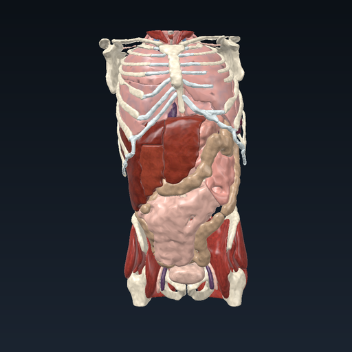 Whole-body atlas — neck to hip (3D Slicer, thin-slice CT)