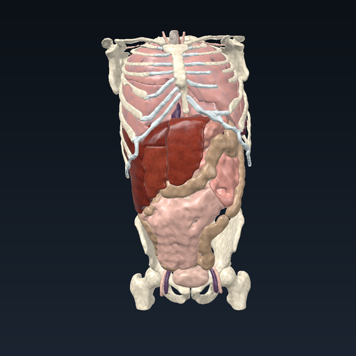 Trunk: organs and skeleton (3D Slicer)