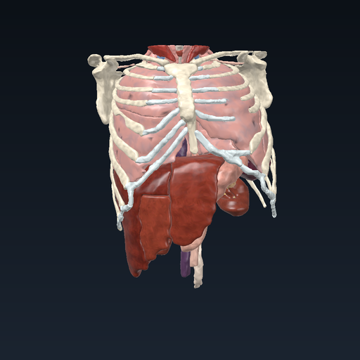 Upper body: neck, chest, upper abdomen (3D Slicer)