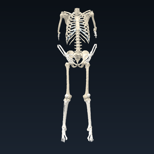 Human skeleton — trunk and limbs (Visible Human, 3D Slicer)