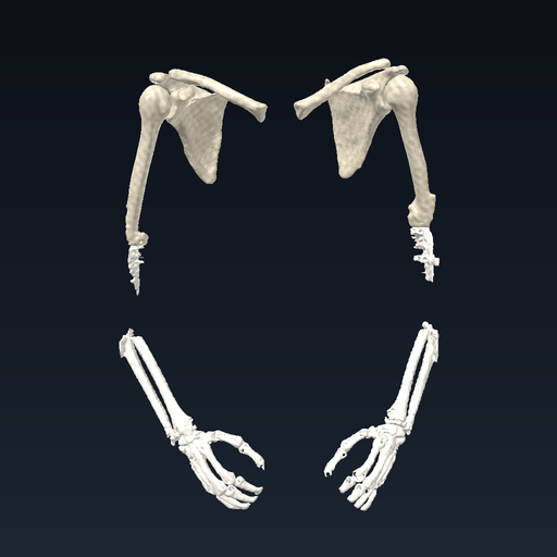 Upper limb: shoulder, arm, forearm and hand (Visible Human)