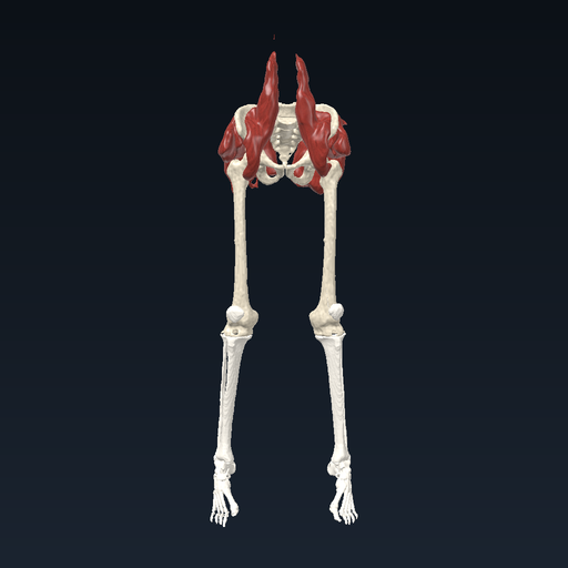 Lower limb: hip, thigh, leg and foot (Visible Human)