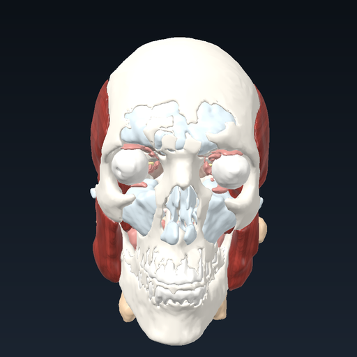 Head and neck: skull, skull base, facial structures (Visible Human)