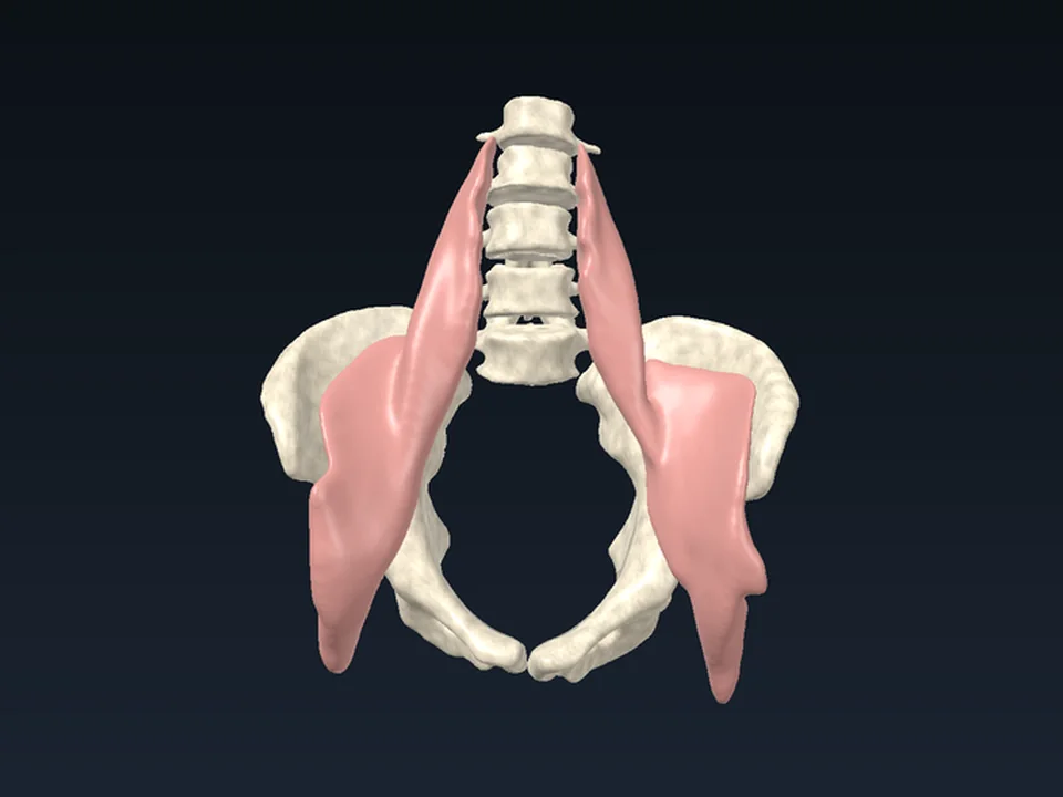 İliopsoas ve pelvis: 3B atlas modeli