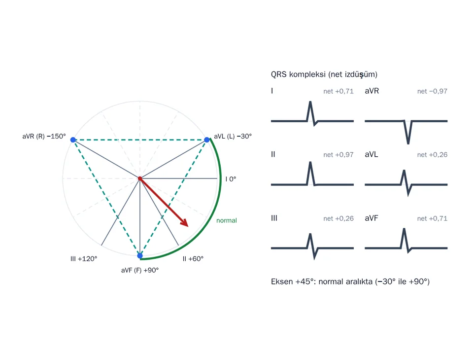 EKG ekseni ve derivasyonlar