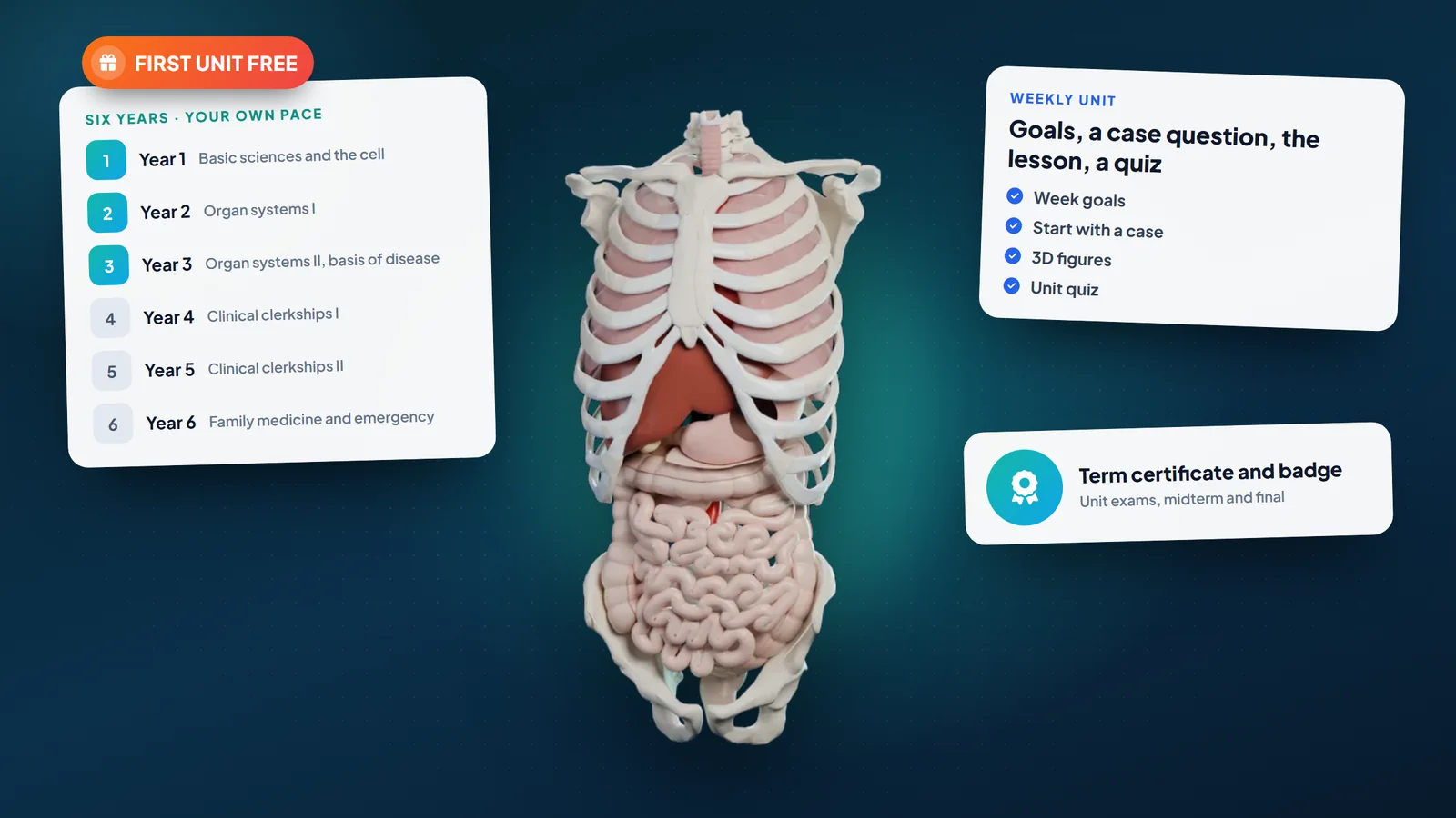 The Medical Programme: six years, weekly units, a term certificate and 3D anatomy